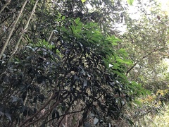 Ardisia virens