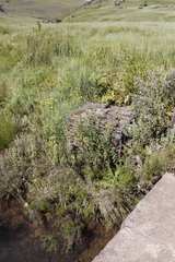 Nidorella auriculata