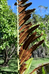 Acrostichum danaeifolium
