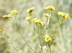 Nidorella auriculata