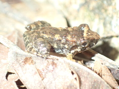 Limnonectes kohchangae