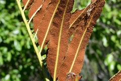 Acrostichum danaeifolium