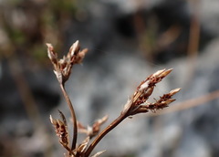 Fimbristylis