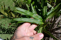 Acrostichum danaeifolium