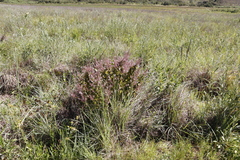 Plectranthus grallatus