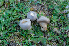 Lycoperdon lividum
