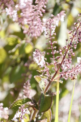 Plectranthus grallatus