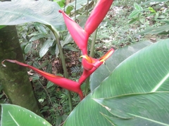 Heliconiaceae