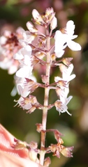 Plectranthus grallatus
