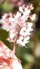 Plectranthus grallatus