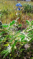 Lupinus cosentinii