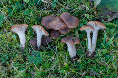 Cuphophyllus colemannianus