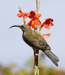 Cinnyris cupreus chalceus
