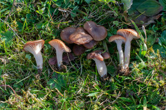 Cuphophyllus colemannianus