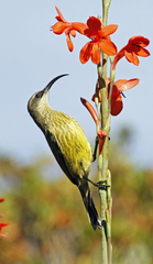 Cinnyris cupreus chalceus