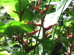 Heliconiaceae
