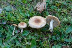 Hygrophorus discoideus