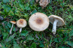 Hygrophorus discoideus