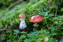 Amanita muscaria muscaria