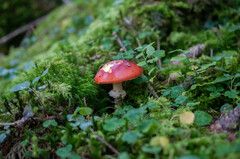 Amanita muscaria muscaria