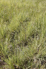 Nidorella
