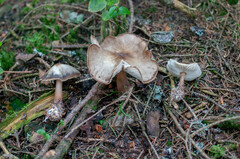 Rhodocollybia asema