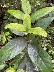 Ocotea leucoxylon
