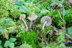 Myochromella boudieri