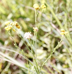 Nidorella