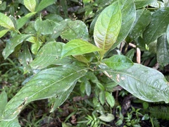 Palicourea brachiata
