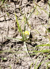 Hypoxis argentea