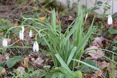 Galanthus elwesii