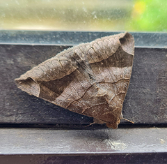 Bastilla amygdalis