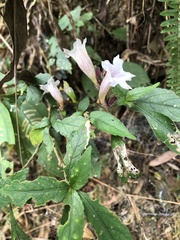 Strobilanthes pentastemonoides