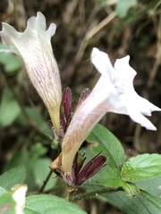 Strobilanthes pentastemonoides
