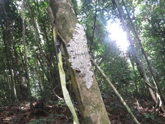 Thysania agrippina