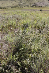 Rubus ludwigii