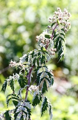 Rubus ludwigii