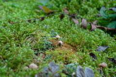 Cudonia circinans