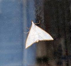 Ramila acciusalis