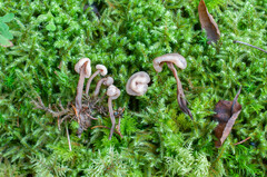 Cudonia circinans