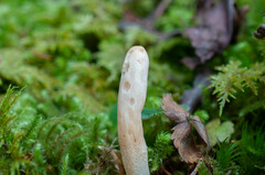 Trichoderma leucopus