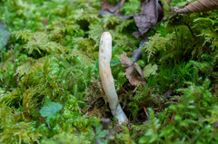 Trichoderma leucopus