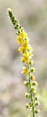 Agrimonia bracteata