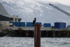 Phalacrocorax carbo sinensis
