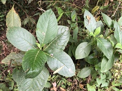 Trichodesma calycosum