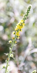 Agrimonia bracteata