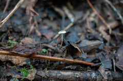 Strobilurus conigenus