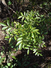 Dendrophyllanthus serpentinus