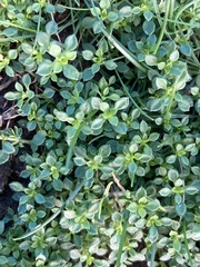 Arenaria serpyllifolia